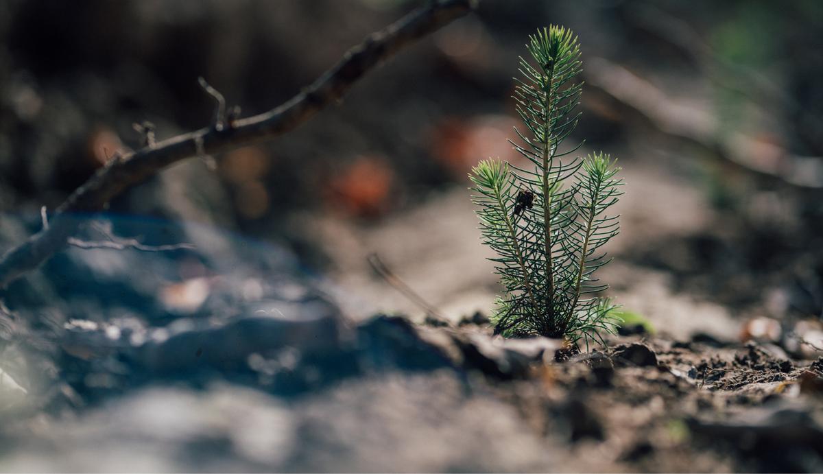 Экологические проекты